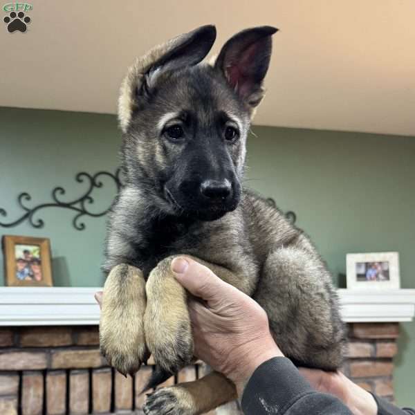 Sage, German Shepherd Puppy